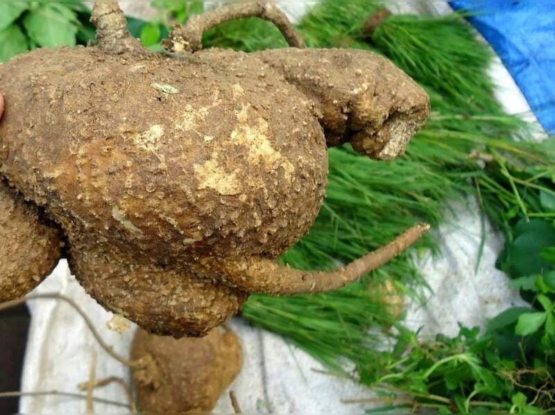 AAKASA GARUDA KIZHANGU