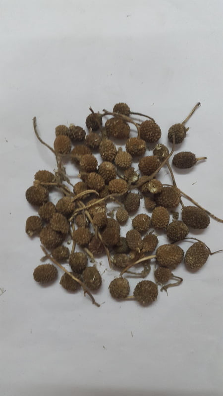 KOTTAI KARANTHAI / INDIAN SPHAERANTHUS, MUNDI (DRIED)