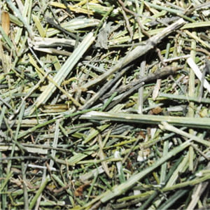 NILAVEMBU / CHIRAYATHA / KING OF BITTER 