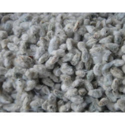PARUTHI KOTTAI / COTTON SEED