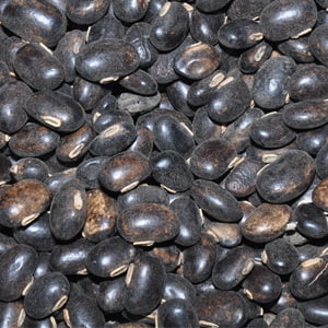 POONAKALI VIDHAI / JANGALI / VELVET BEAN (DRIED)