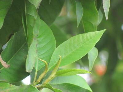 SENBAGA ELAI / CHAMPAK LEAF (DRIED)