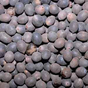 THAMARAI VIDHAI / LOTUS SEED 