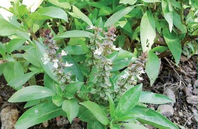 THIRUNEETRU PACHILAI / SWEET BASIL (DRIED LEAF)