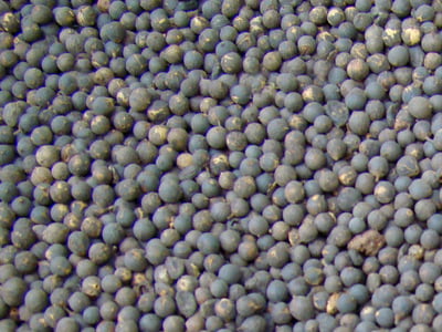 VAIVILANGAM / FALSE BLACK PEPPER