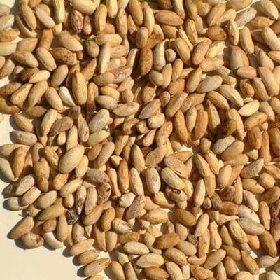 VAEPPAN KOTTAI / NEEM SEED
