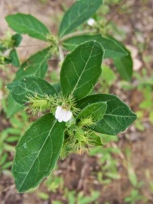 ELUMBU OTTI ILAI / CREEPING BLEPHARIS LEAF POWDER