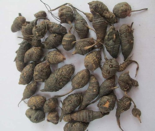 KORAI KIZHANGU / NUT GRASS POWDER