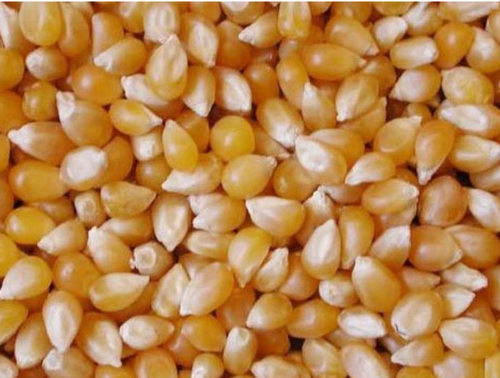MAKKA CHOLAM / CORN MAIZE