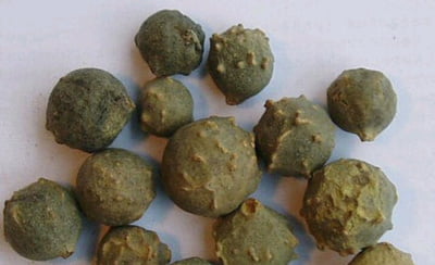 MAASIKKAI / BLUE JACK POWDER