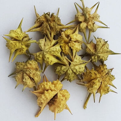NERUNJIL MUL / CALTROP POWDER