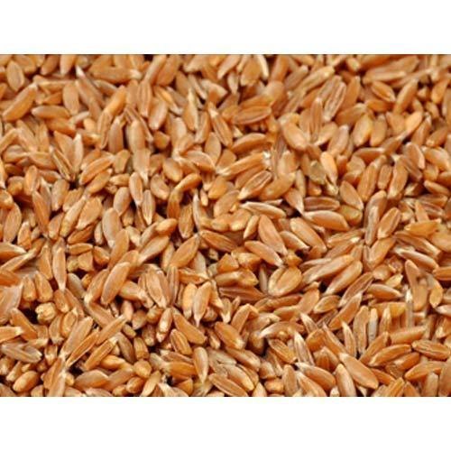 WHOLE SAMBA WHEAT