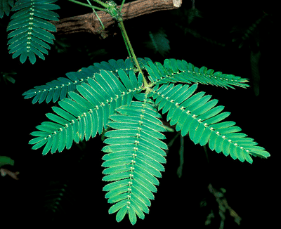 THOTTA CHINUNGI PODI / SENSITIVE PLANT POWDER