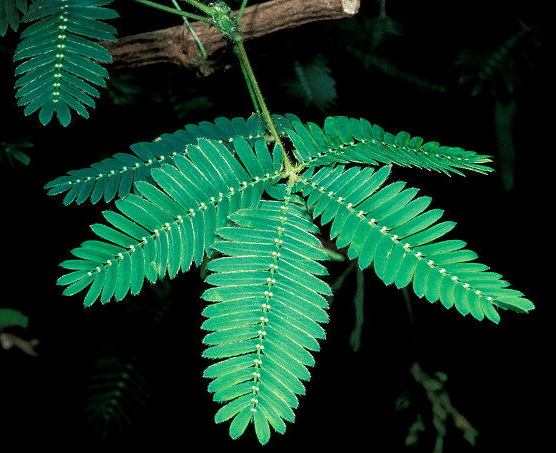 THOTTA CHINUNGI PODI / SENSITIVE PLANT POWDER