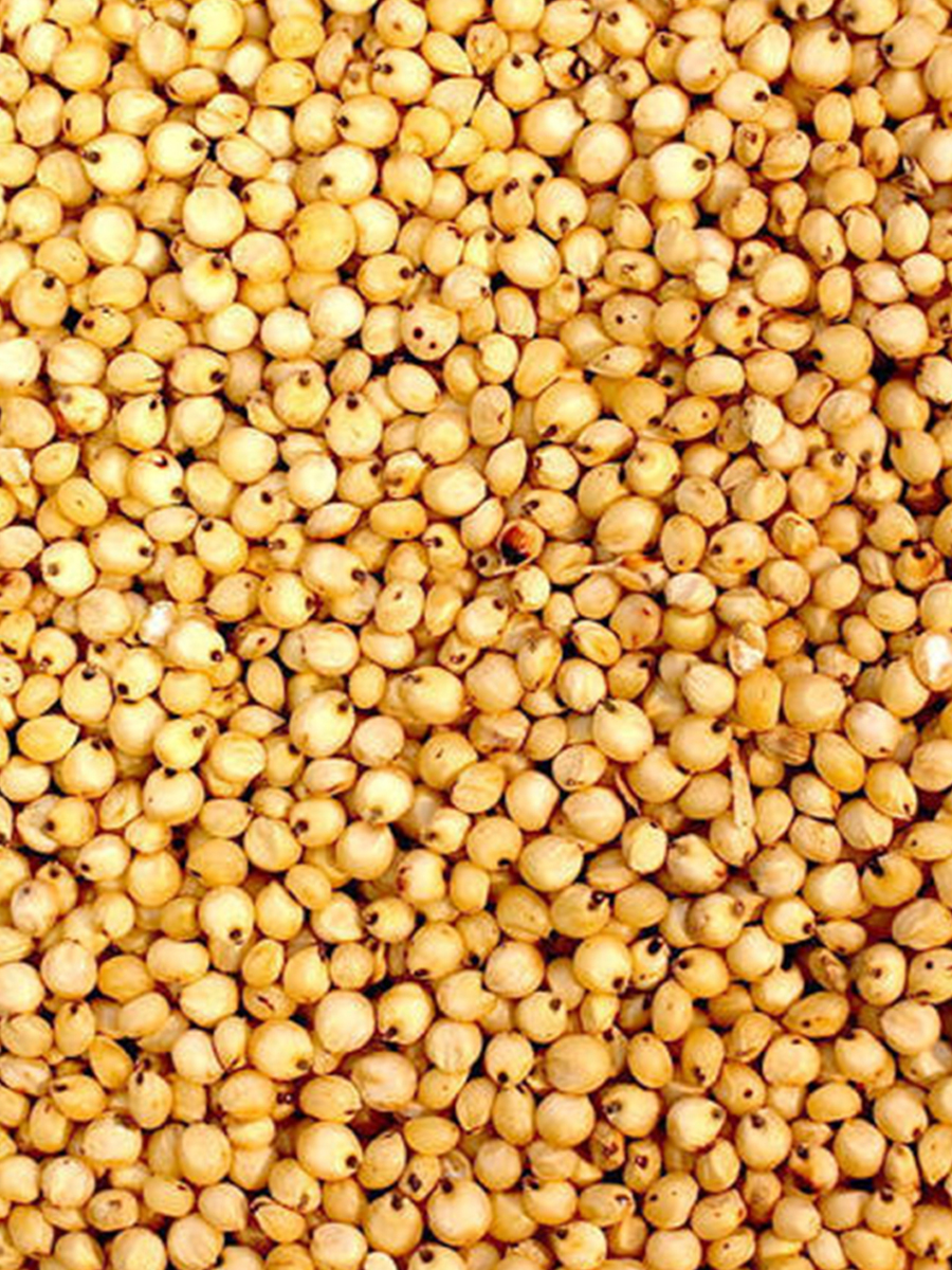 VELLAI CHOLAM / WHITE SORGHUM