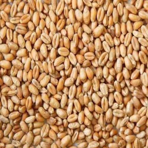 WHOLE WHEAT 